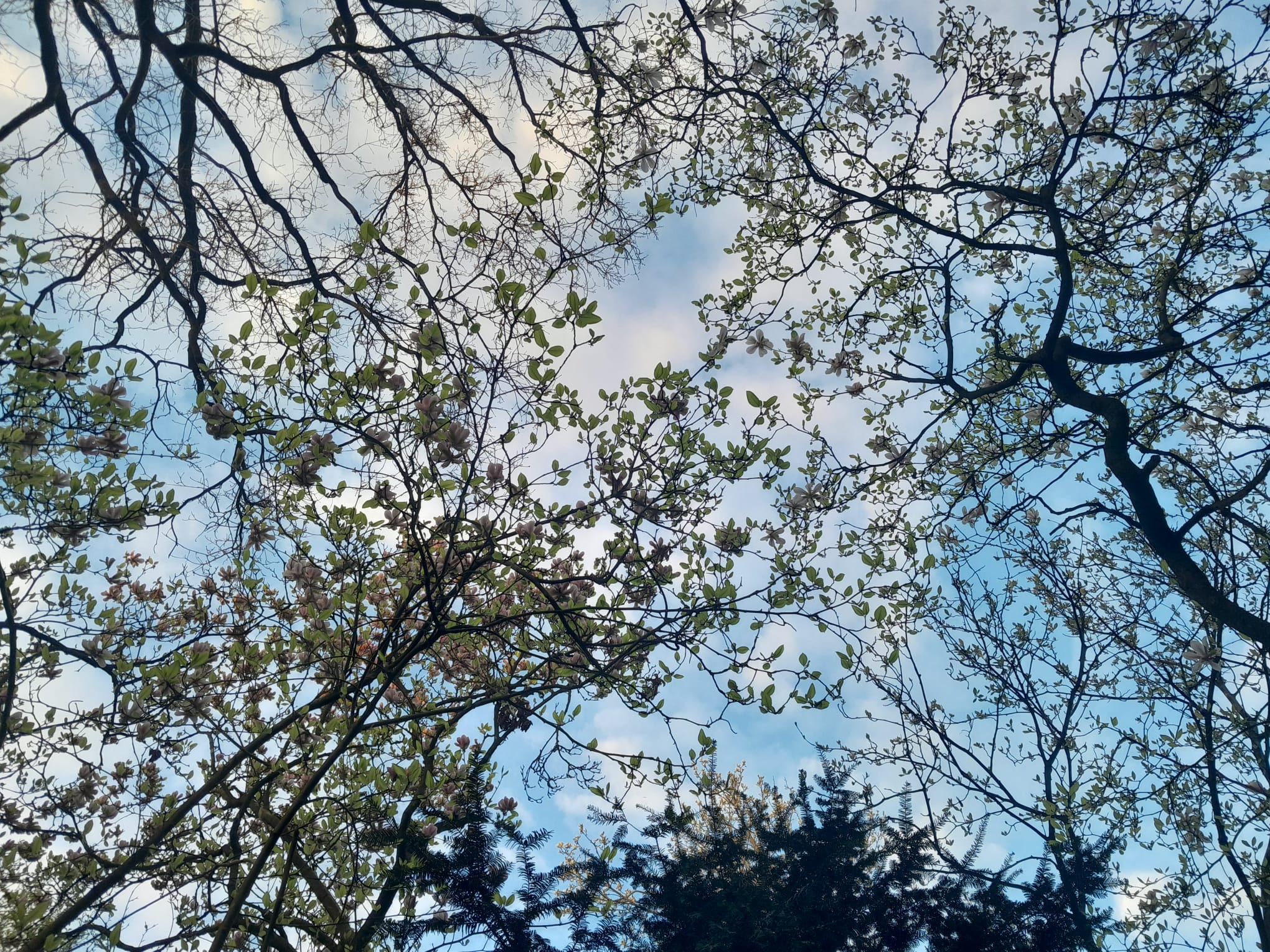 photo of a blue sky with white clouds and at the front the branches and leaves of a magnolia tree